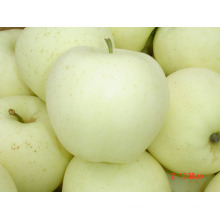 New Crop High Quality for Exporting Golden Apple